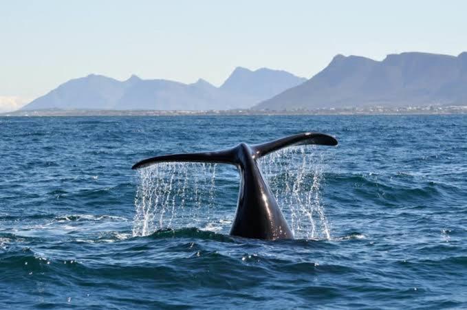 Central Mountain View Apartment, Hermanus Waterfront 外观 照片